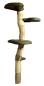 Preview: Wooden wall mounted cat tree 230cm with 3 big lying areas